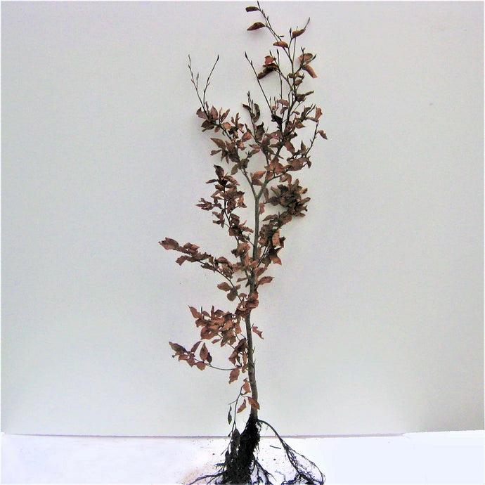 Rotbuchenheckenpflanze 80-120 Wurzelware Herbst