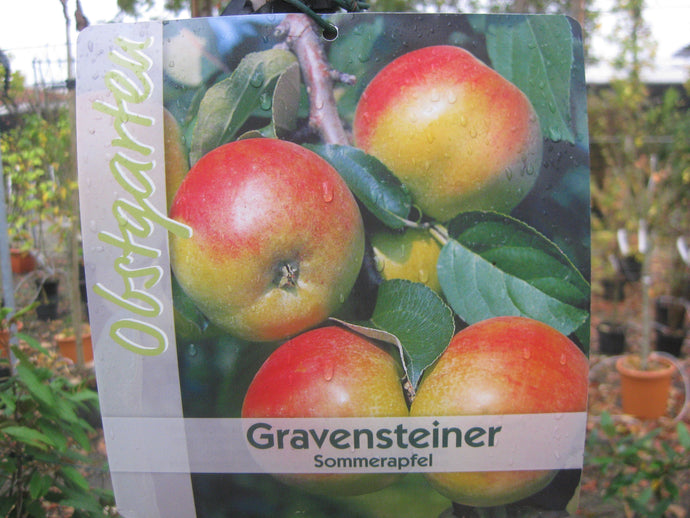 Herbstapfel 'Gravensteiner' <br> Malus 'Gravensteiner' - Pflanzenshop-Emsland