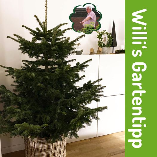 Weihnachtsbaum mit Ballen – worauf musst Du achten?