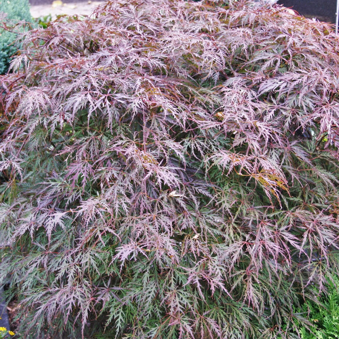 Dunkelroter Schlitzahorn, Acer palmatum 'Garnet'