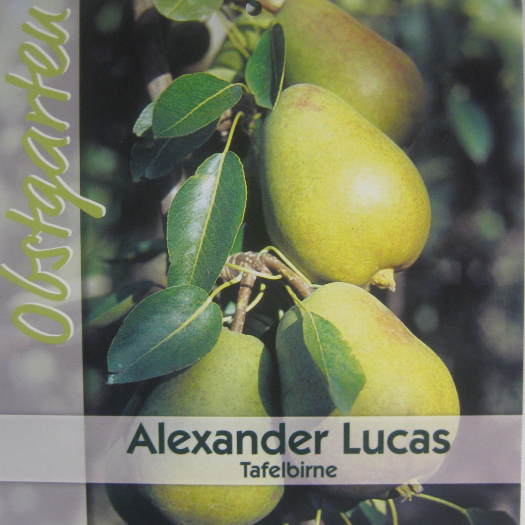 Herbst-/ Winterbirne 'Alexander Lucas' <br> Pyrus communis 'Alexander Lucas' - Pflanzenshop-Emsland