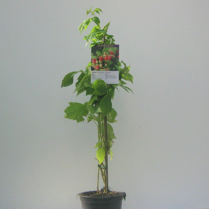Himbeere<br> Rubus idaeus 'Autum Bliss' / 'Blissy' - Pflanzenshop-Emsland