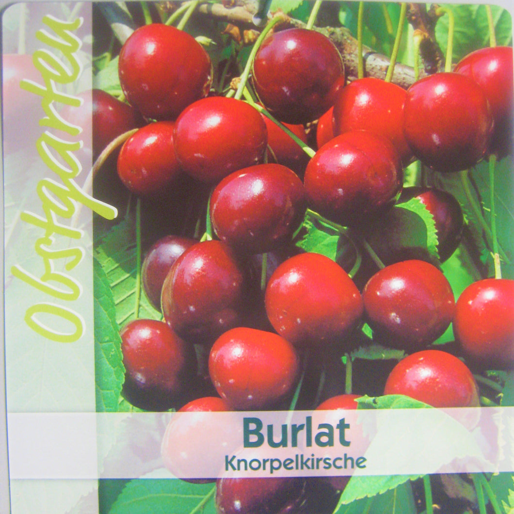 Süßkirsche 'Burlat' <br> Prunus 'Burlat' - Pflanzenshop-Emsland
