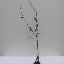 Lade das Bild in den Galerie-Viewer, Hainbuch Carpinus betulus Wurzelware Pflanzzeit Oktober bis Mai
