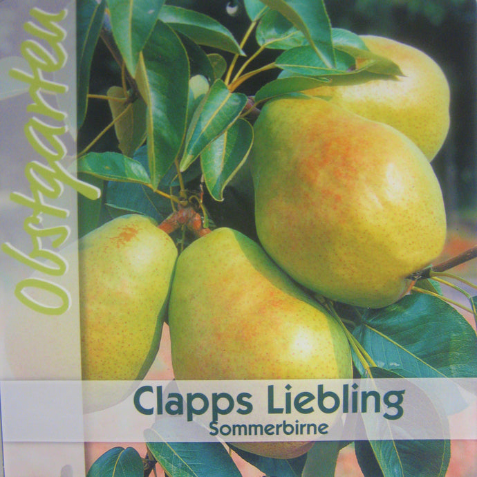 Herbstbirne 'Clapps Liebling' <br> Pyrus communis 'Clapps Liebling' - Pflanzenshop-Emsland