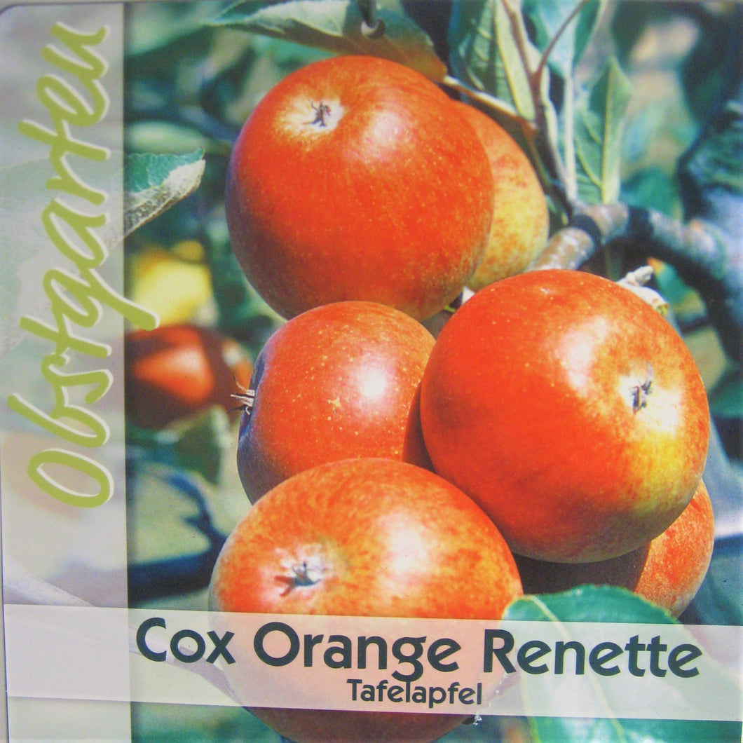 Herbstapfel 'Cox Orange' <br> Malus 'Cox Orange' Renette - Pflanzenshop-Emsland