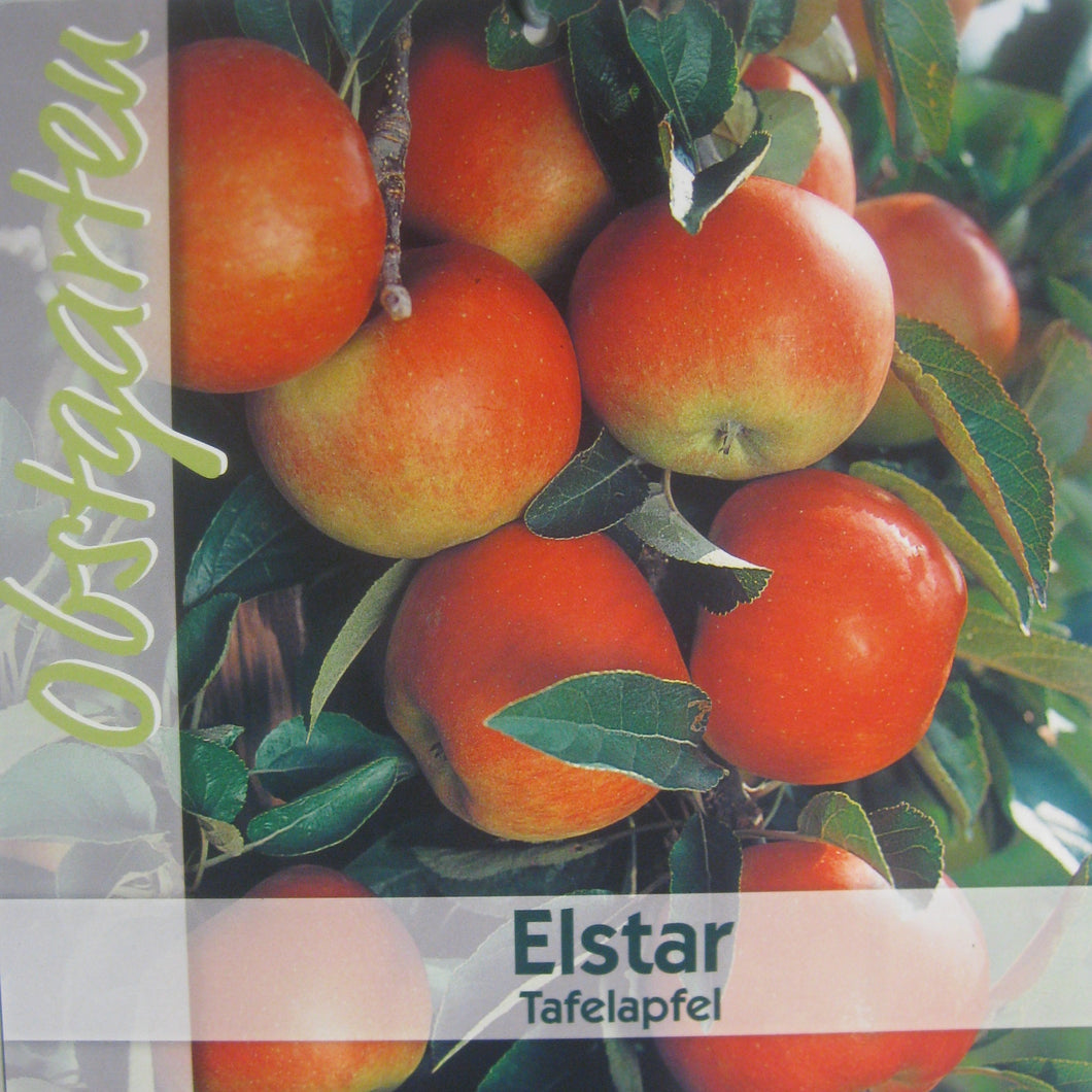 Herbstapfel 'Elstar' <br> Malus domestica 'Elstar' - Pflanzenshop-Emsland