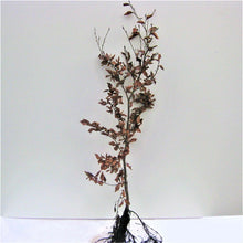 Lade das Bild in den Galerie-Viewer, Rotbuchenheckenpflanze 80-120 Wurzelware Herbst
