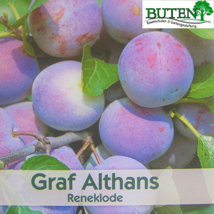 Reneklode 'Graf Althans Reneklode' <br> Prunus domestica 'Graf Althans Reneklode' - Pflanzenshop-Emsland
