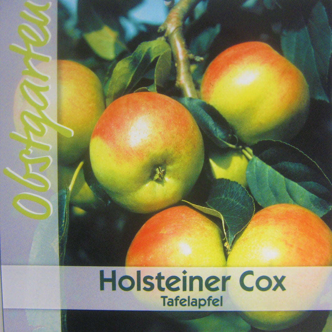 Herbstapfel 'Holsteiner Cox' <br> Malus 'Holsteiner Cox' - Pflanzenshop-Emsland