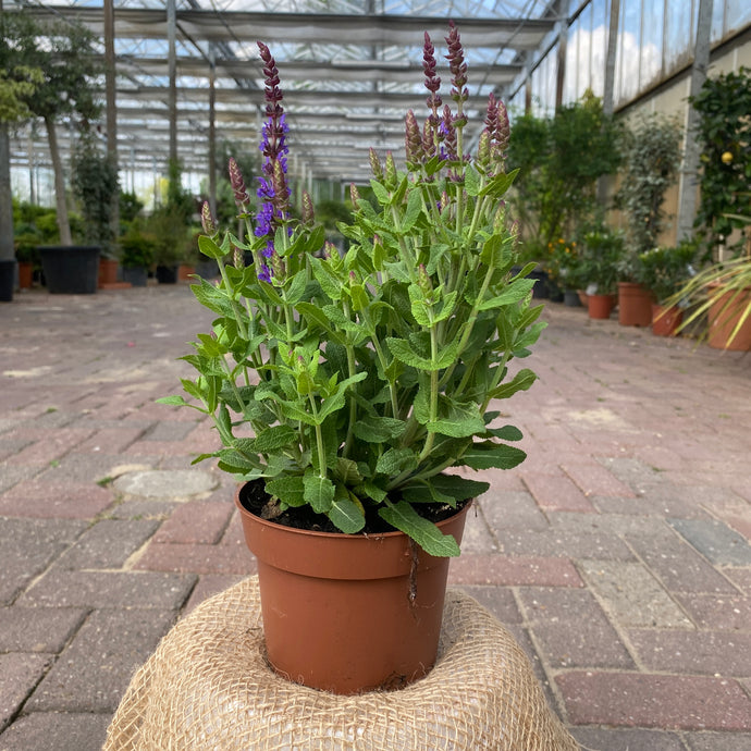 Salbei <br>Salvia x superba `Blaukönigin` - Pflanzenshop-Emsland