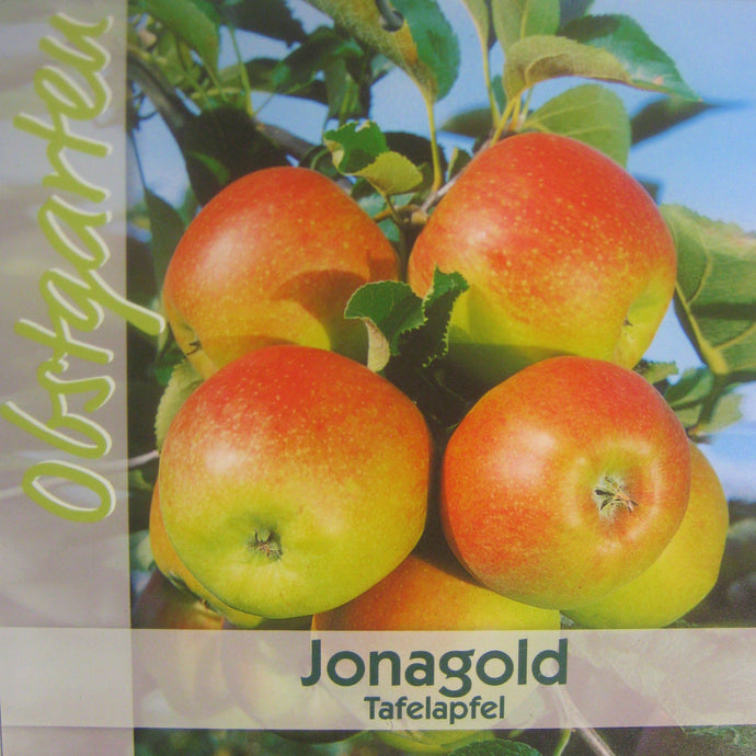 Winterapfel Jonagold <br> Malus 'Jonagold' - Pflanzenshop-Emsland