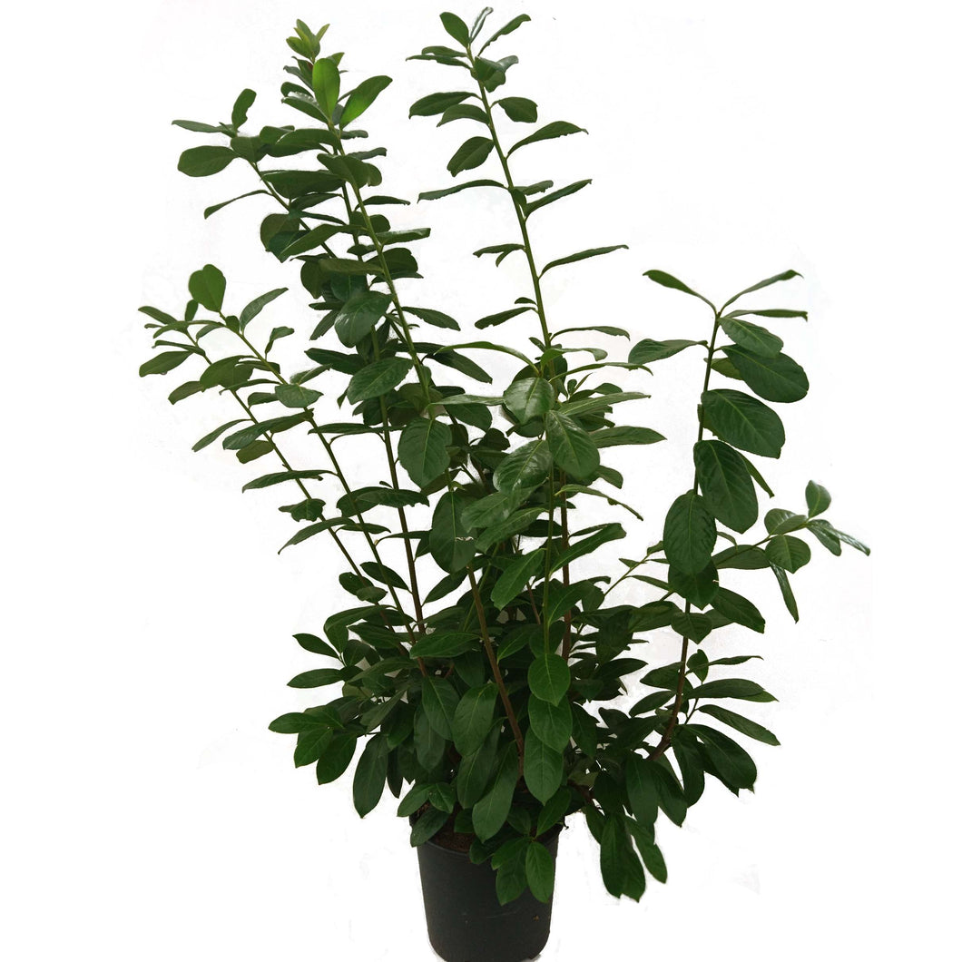 Kirschlorbeer 'Rotundifolia' <br>Prunus laurocerasus 'Rotundifolia' - Pflanzenshop-Emsland