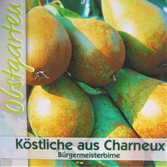 Herbstbirne 'Köstliche von Charneux' <br> Pyrus communis 'Köstliche von Charneux' - Pflanzenshop-Emsland