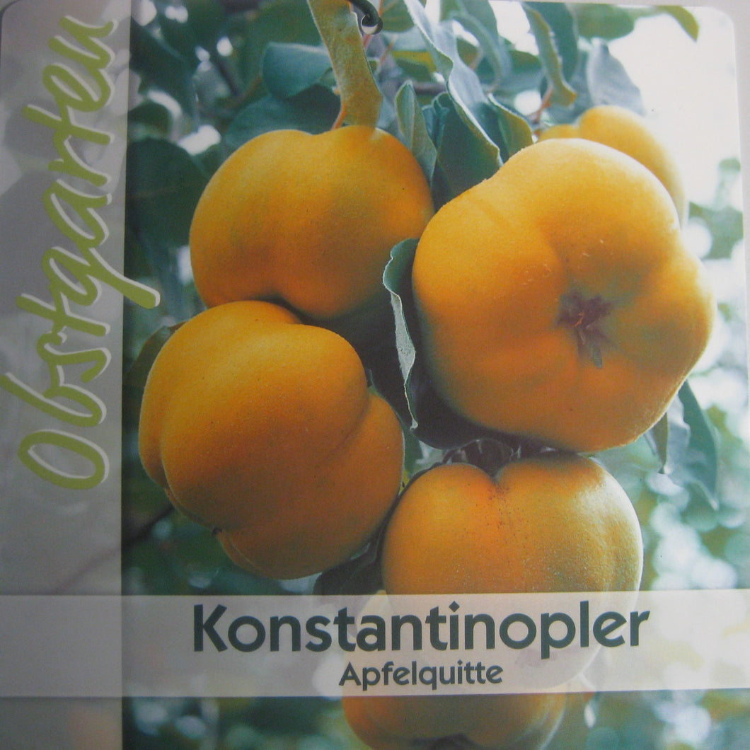 Quitte 'Konstantinopeler Apfelquitte' <br> Cydonia 'Konstantinopeler Apfelquitte' - Pflanzenshop-Emsland