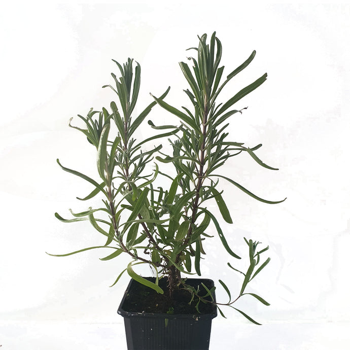 Lavendelpflanzen Echter Lavendel <br>Munstead Lavandula angustifolia `Munstead` - Pflanzenshop-Emsland