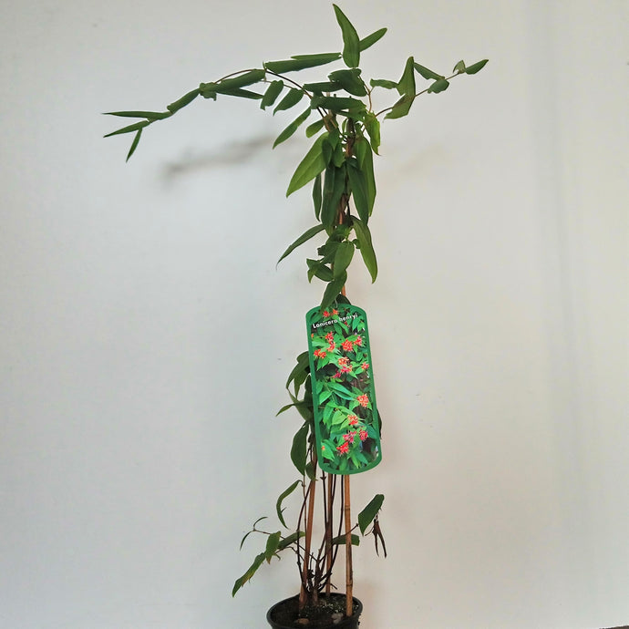 Immergrünes Geißblatt<br> Lonicera henryi - Pflanzenshop-Emsland