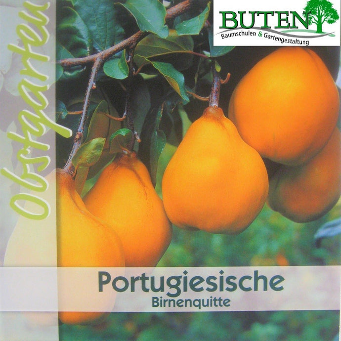 Portugiesische Birnenquitte <br> Cydonia 'Birnenquitte' - Pflanzenshop-Emsland