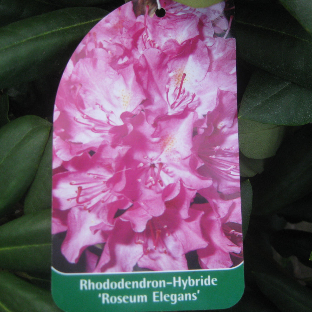 Großblumige Rhododendron - Pflanzenshop-Emsland
