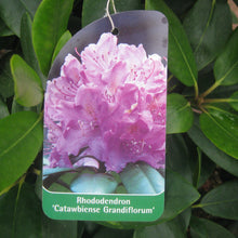 Lade das Bild in den Galerie-Viewer, Großblumige Rhododendron - Pflanzenshop-Emsland
