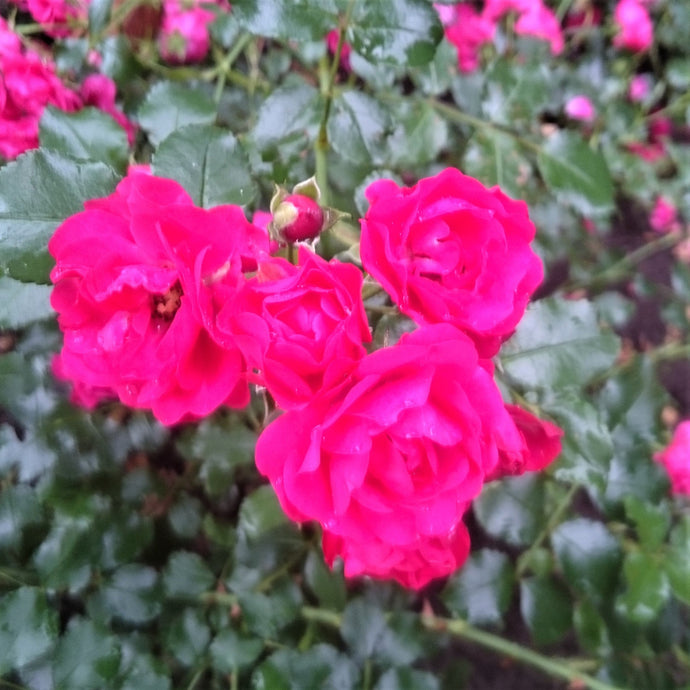 Bodendeckerrose 'Gärtnerfreude' ® Rosa 'Gärtnerfreude' ® / 'Toscana' ® ADR-Rose - Pflanzenshop-Emsland