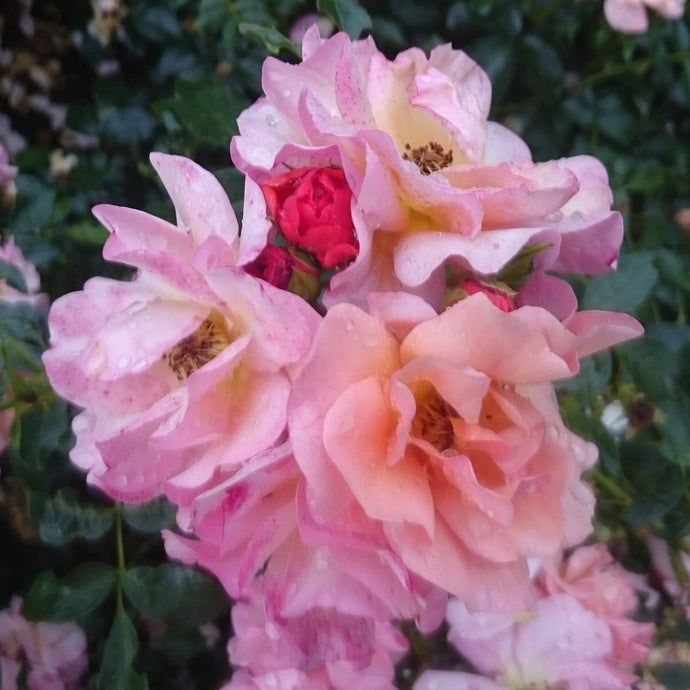 Beetrose 'Aprikola' ® Rosa - ADR-Rose