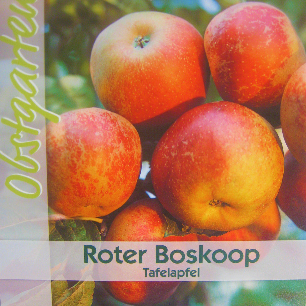 Winterapfel 'Roter Boskoop' <br> Malus 'Roter Boskoop' - Pflanzenshop-Emsland
