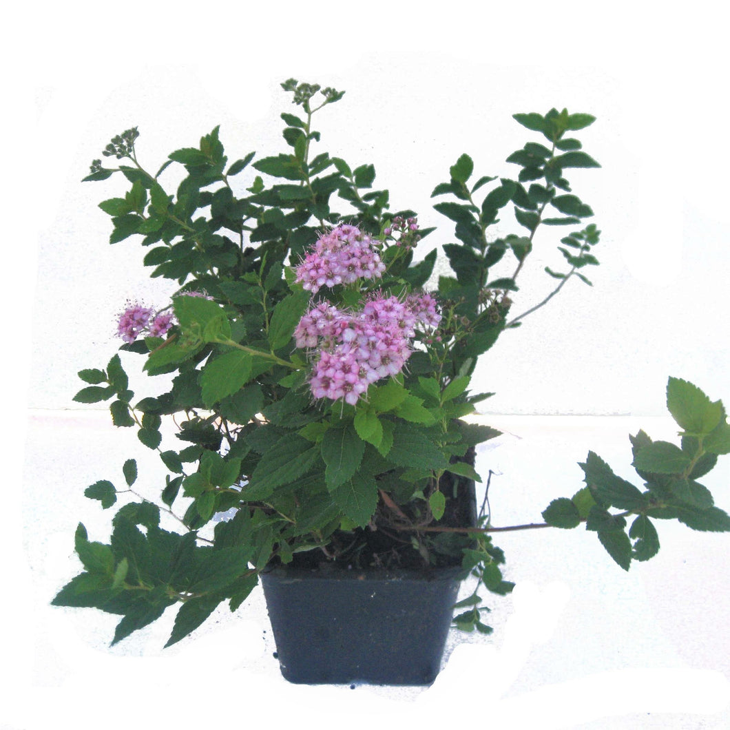 Rosa Zwergspiere<br>Spiraea japonica 'Little Princess' - Pflanzenshop-Emsland