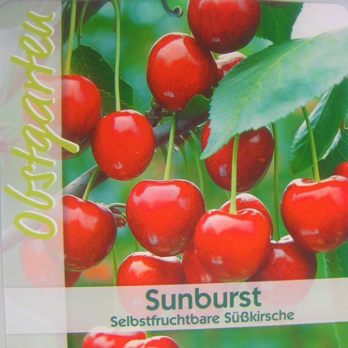 Süßkirsche 'Sunburst' <br> Prunus avium 'Sunburst' - Pflanzenshop-Emsland