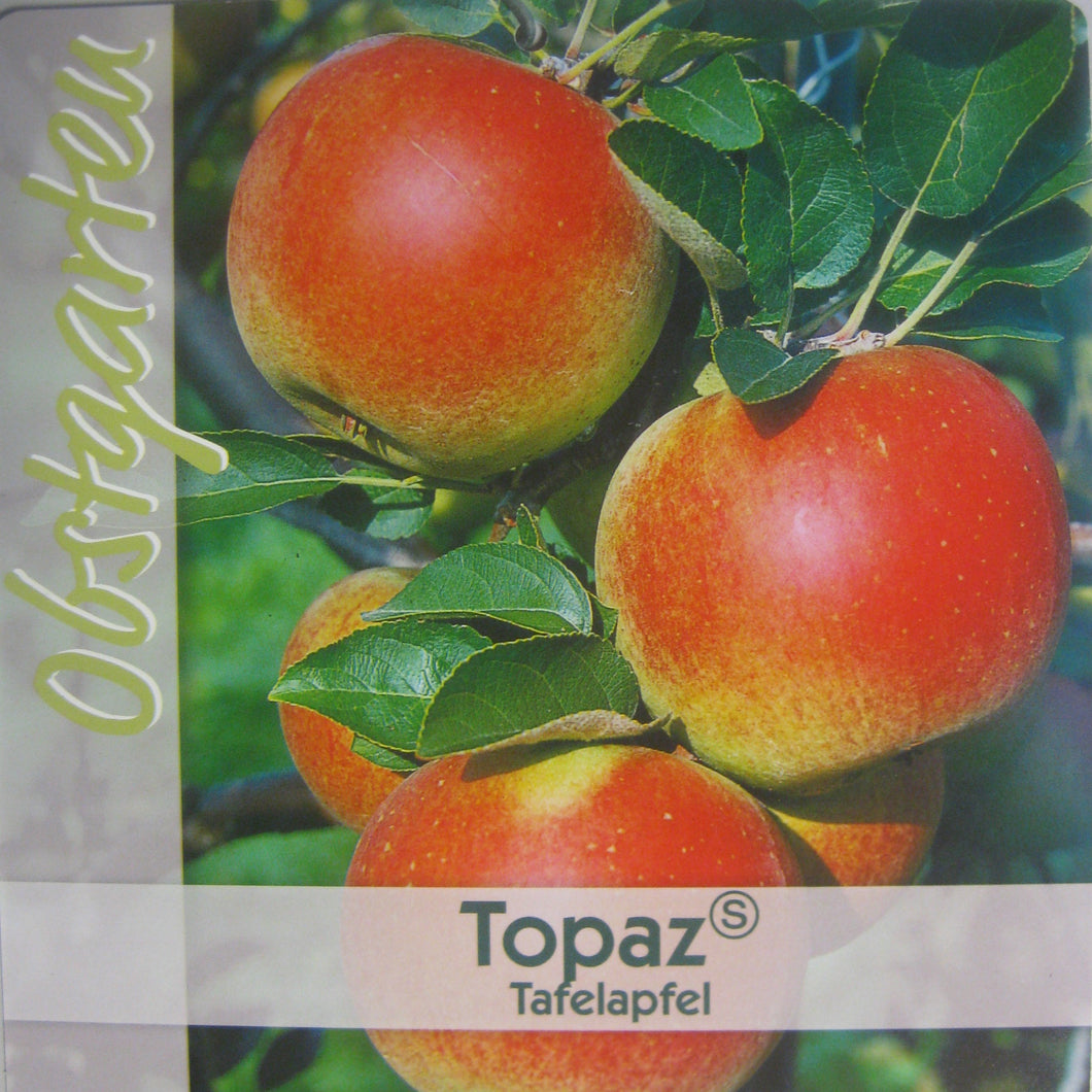 Winterapfel 'Topaz' <br> Malus 'Topaz' - Pflanzenshop-Emsland