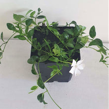 Lade das Bild in den Galerie-Viewer, Weißes Immergrün &lt;br&gt; Vinca minor Alba - Pflanzenshop-Emsland
