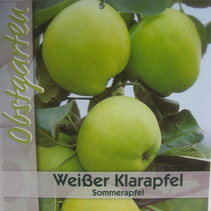 Sommerapfel 'Weißer Klarapfel' <br> Malus 'Weißer Klarapfel' - Pflanzenshop-Emsland