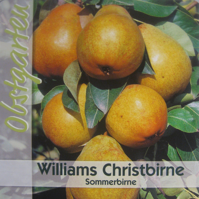 Sommerbirne 'Williams Christ' <br> Pyrus communis 'Williams Christ' - Pflanzenshop-Emsland