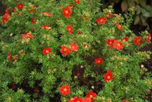 Lade das Bild in den Galerie-Viewer, Fingerstrauch &lt;br&gt; Potentilla fruticosa Red Ace - Pflanzenshop-Emsland
