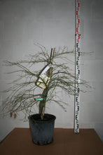 Lade das Bild in den Galerie-Viewer, Grüner Schlitzahorn&lt;br&gt; Acer palmatum &#39;Dissectum&#39; - Pflanzenshop-Emsland

