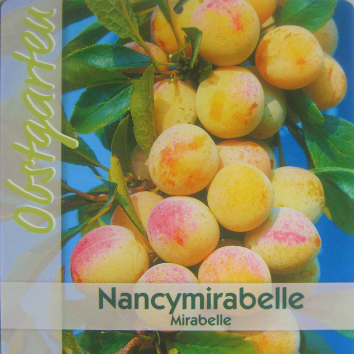 Doppelte 'Mirabelle von Nancy' <br> Prunus 'Mirabelle von Nancy' - Pflanzenshop-Emsland